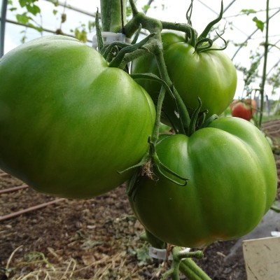Semences Tomates Rouges Potiron écarlate