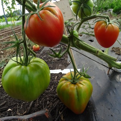 Semences Tomates Rouges Potiron écarlate