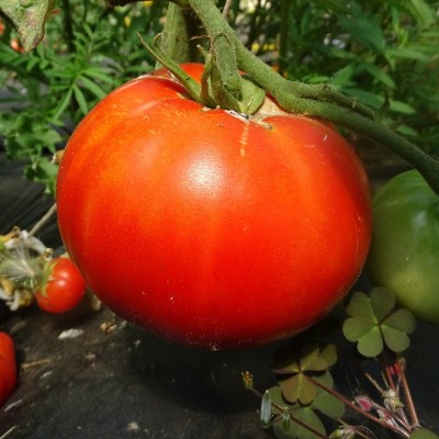 Semences Tomates Rouges Merveille des marchés