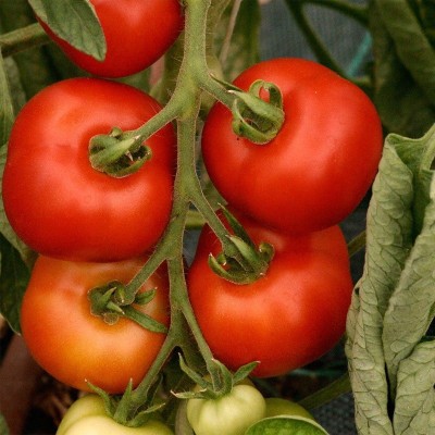 Semences Tomates Rouges Matina