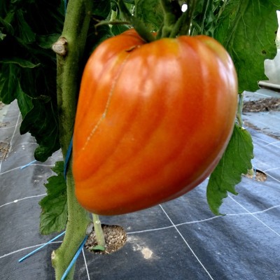 Semences Tomates Rouges Coeur de boeuf
