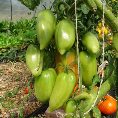 Semences Tomates Rouges Andine Cornue
