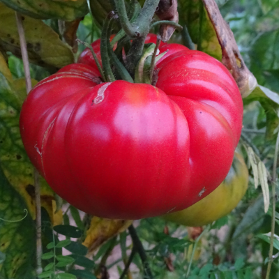 Semences Tomates Roses Gregory Altai