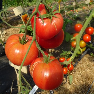 Semences Tomates Roses Brandywine rose