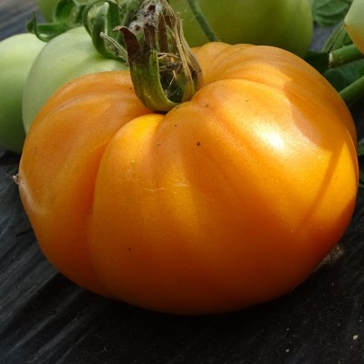 Semences Tomates Oranges Orange Queen