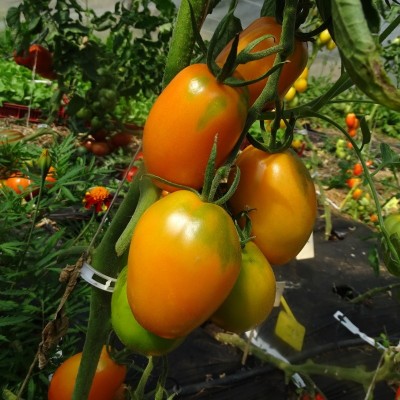 Semences Tomates Oranges Orange Banana