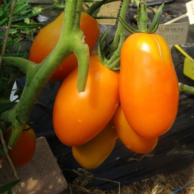Semences Tomates Oranges Orange Banana