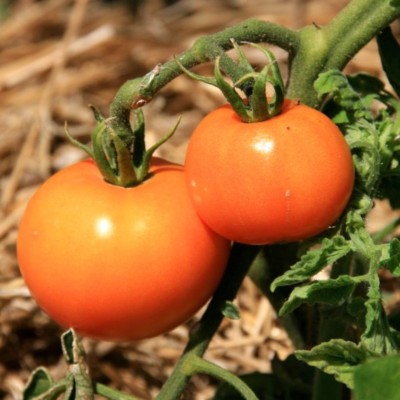 Semences Tomates Oranges La Carotina