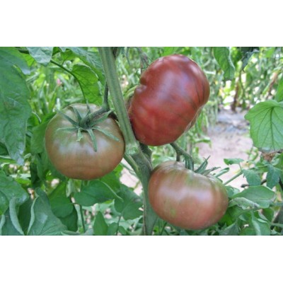 Semences Tomates Noires Noire de Crimée