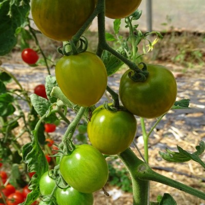 Semences Tomate cerise Raisin vert