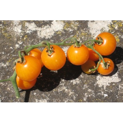 Semences Tomate cerise Golden Nugget