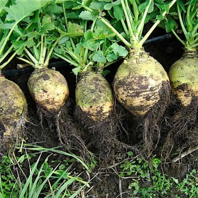 Semences Rubataga Vert Wilhelmsbueger