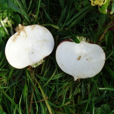 Semences Navets Snow Ball