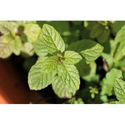 Menthe Basilic