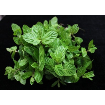 Menthe Chocolat