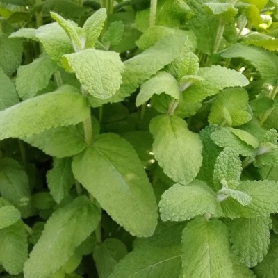Menthe Egyptienne