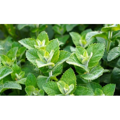 Menthe Fraise