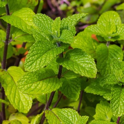 Menthe Marocaine