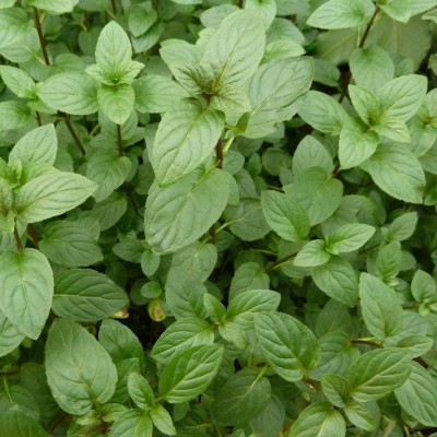 Menthe Poivrée