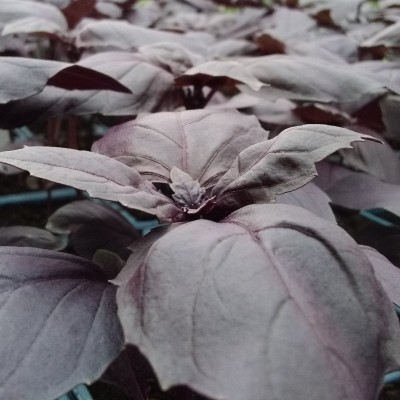 Basilic Pourpre