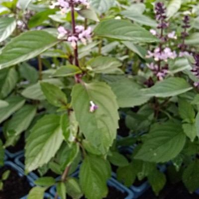 Basilic Thai