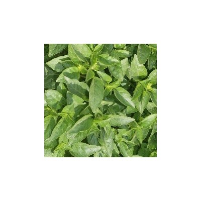 Semences Basilic Marseillais