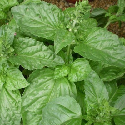 Semences Basilic Mammouth