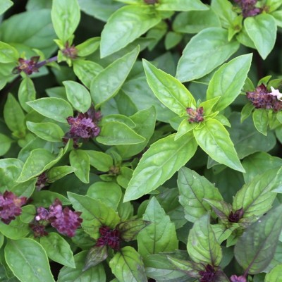 Semences Basilic Cannelle