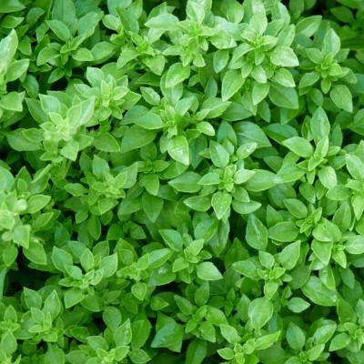 Semences Basilic Latino
