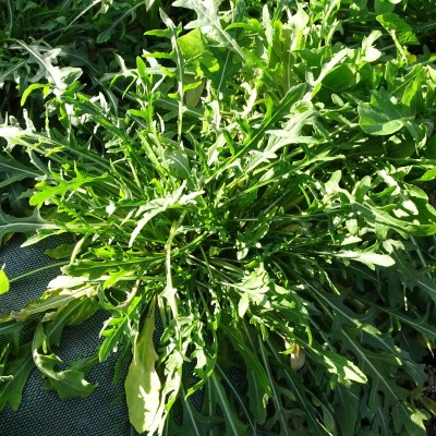 Roquette Sauvage / lot de 10 mottes
