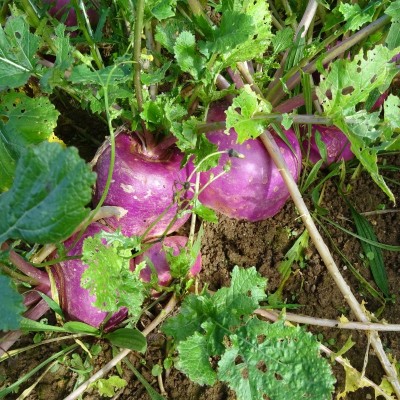 Navet De Milan Ã  collet Rose / lot de 10 mottes