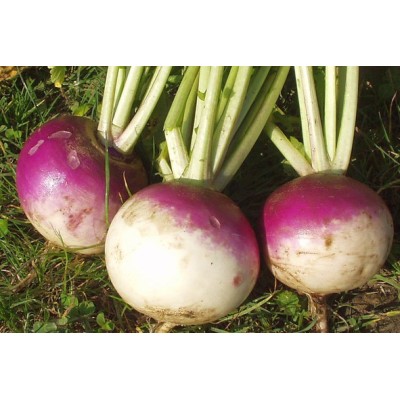 Navet De Milan Ã  collet Rose / lot de 10 mottes