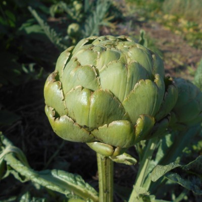 Artichaut gros vert de Laon