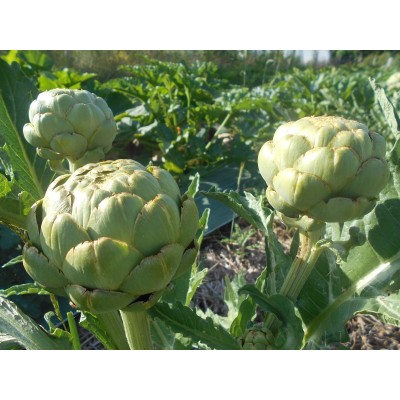 Artichaut gros vert de Laon
