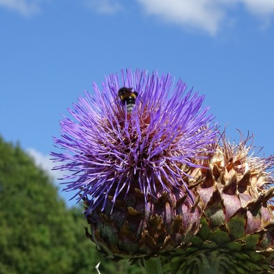 Artichaut Violet de Provence