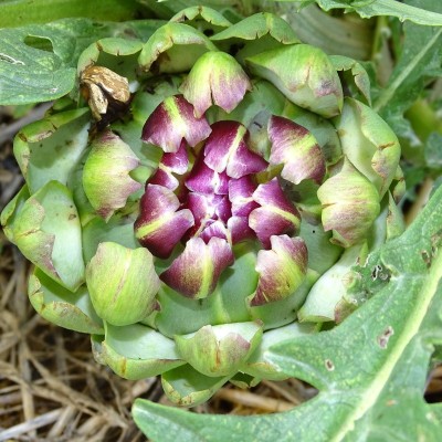 Artichaut Violet de Provence