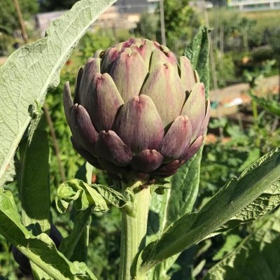 Artichaut Violet de Provence