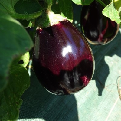 Aubergine violette Black Beauty