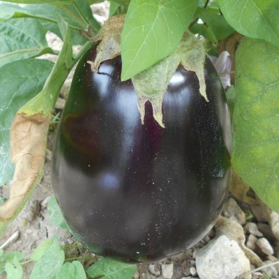 Aubergine violette Black Beauty