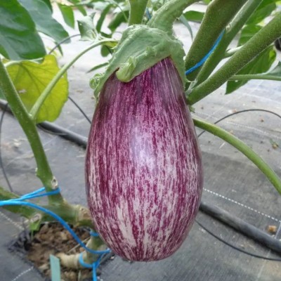 Aubergine striée Tsakoniki