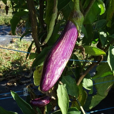 Aubergine striée Tsakoniki