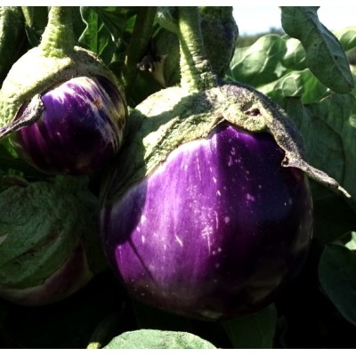 Aubergine Rosa Bianca