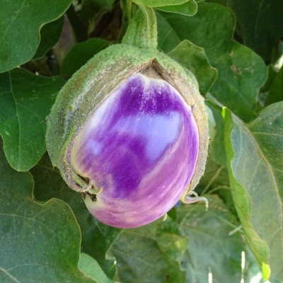 Aubergine Rosa Bianca
