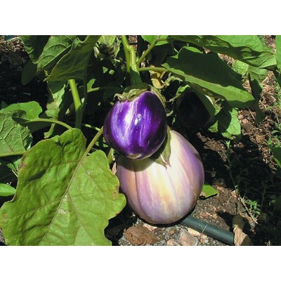Aubergine Rosa Bianca
