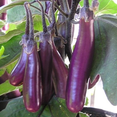 Aubergine mini Slim Jim