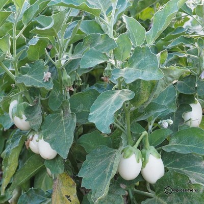 Aubergine Blanche Oeuf