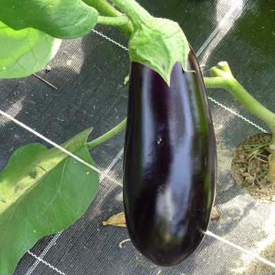 Aubergine longue violette Barbentane