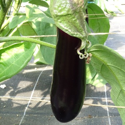 Aubergine longue violette Barbentane
