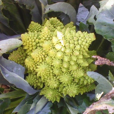 Chou Romanesco / lot de 10 mottes