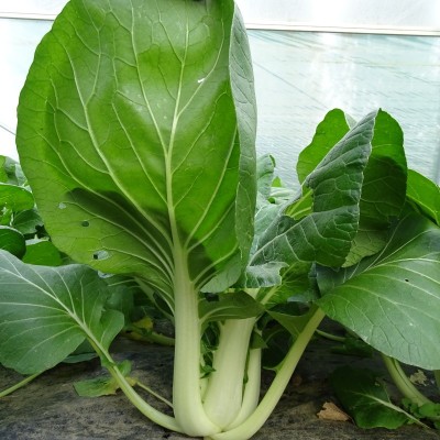Chou Pak Choi / lot de 10 mottes